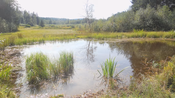 Blick über das Todtenauer Moor mit Bewuchs und Bäumen im Hintergrund.