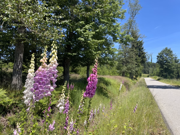 Digitalis, Fingerhut, eine schöne, aber giftige Pflanze im Bayerischen Wald